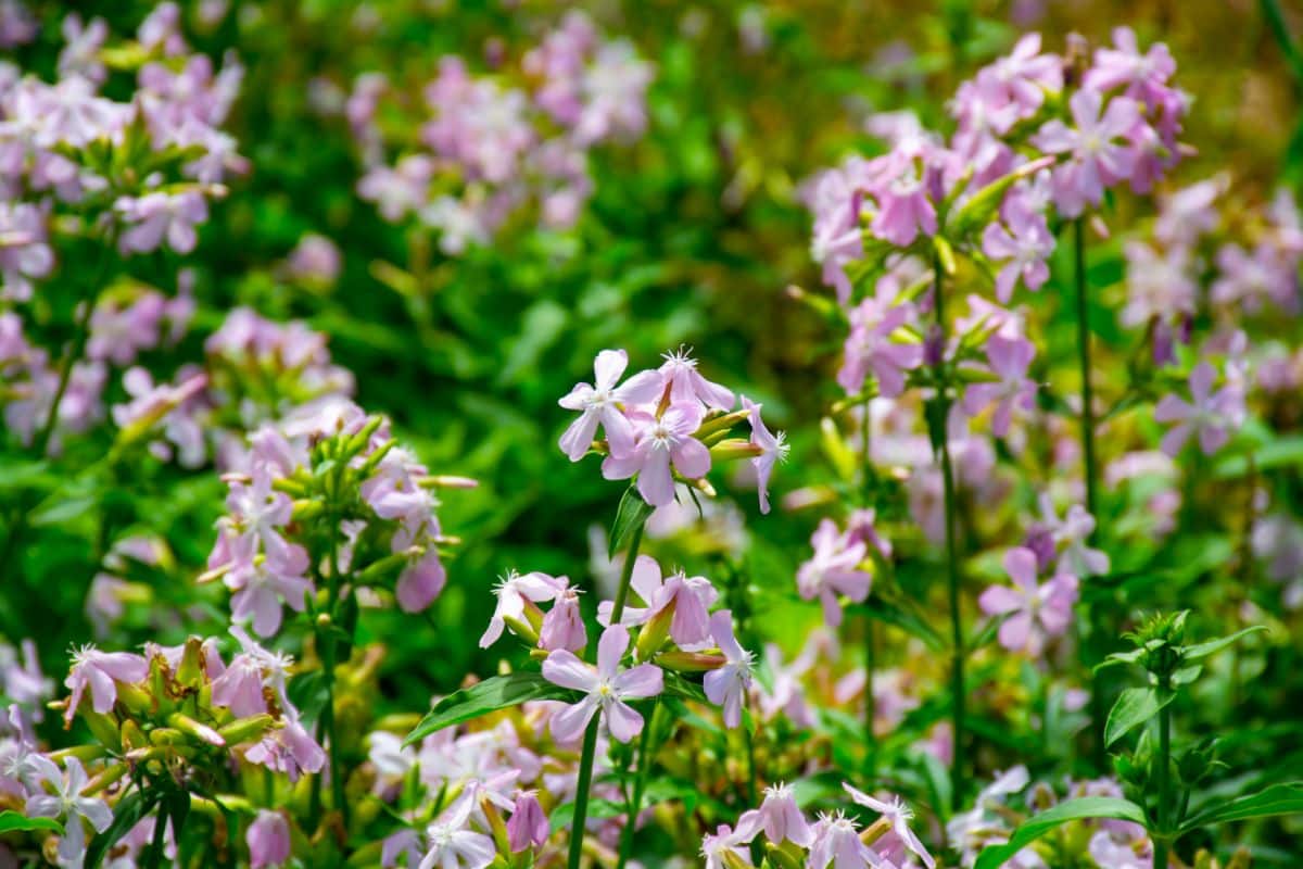 A close-up of beautiful pink blooming Saponaria.