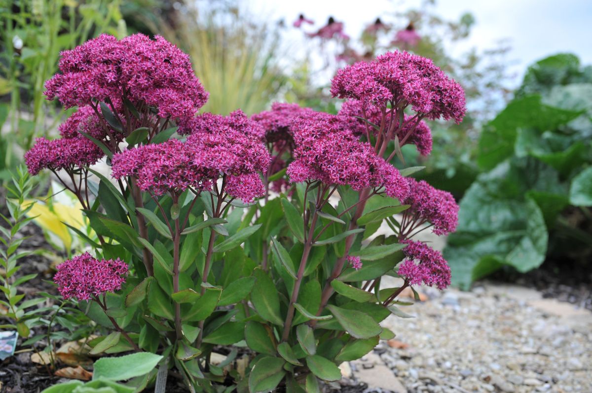 Purple blooming stonecrop plant.