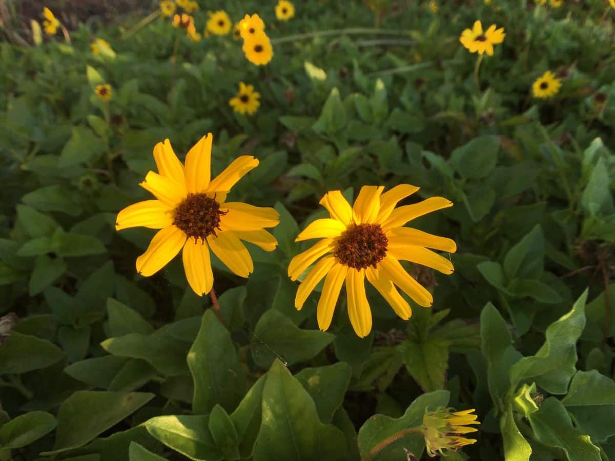 Yellow blooming flowers of Silverleaf Sunflower.