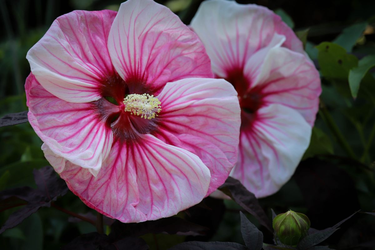 Pink-white blooming hibiscus flowers.