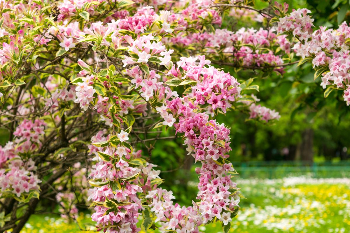 A pink blooming Weigela shrub.