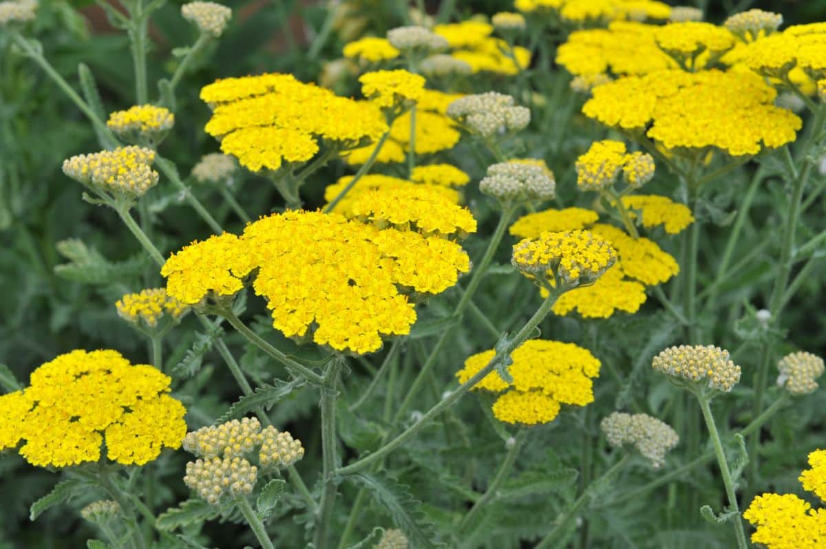 A yellow blooming Yarrow.