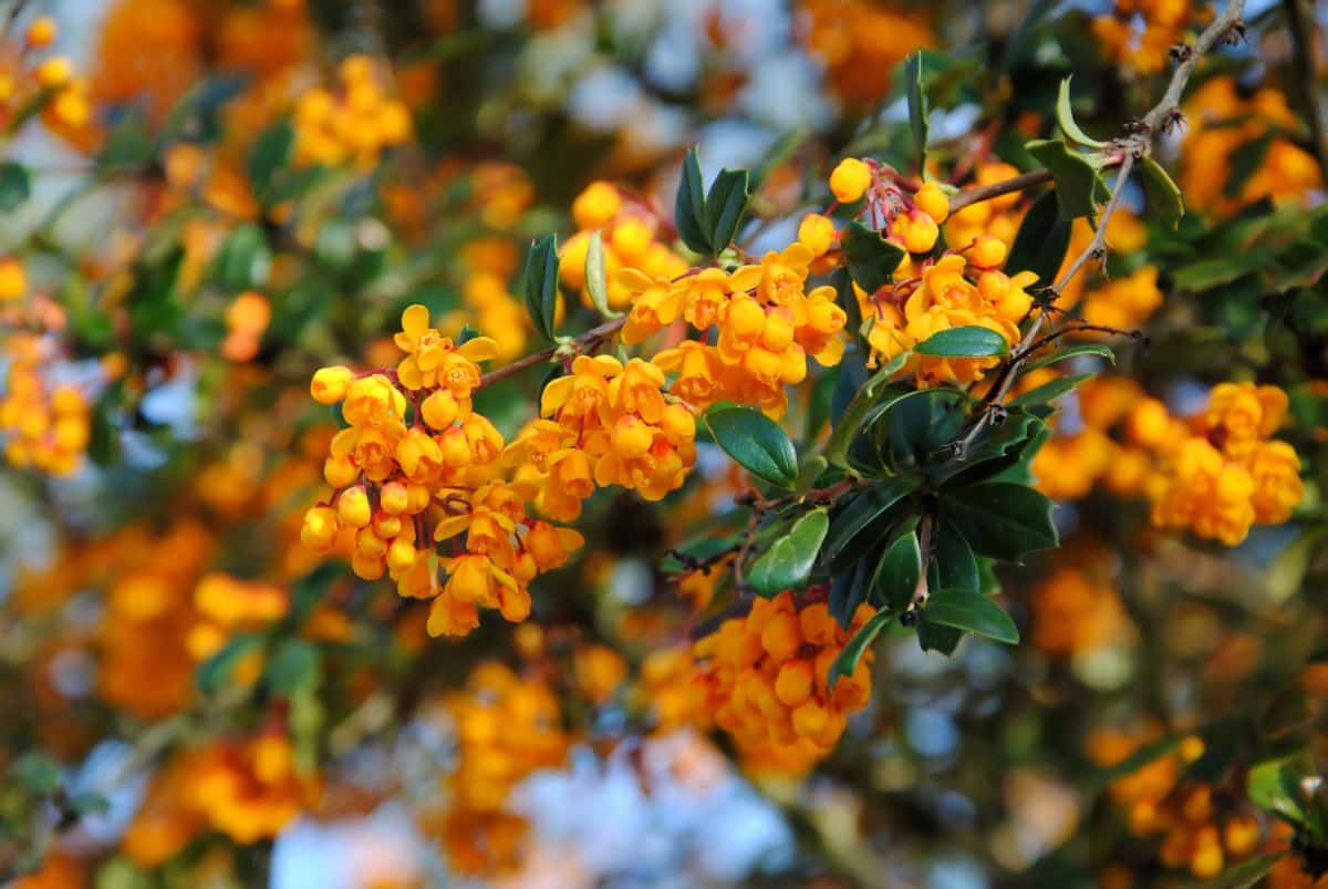An orange flowering Darwin's Barberry shrub.