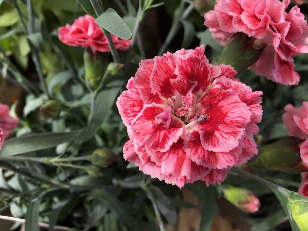 Close-up of a red blooming dianthus flower.