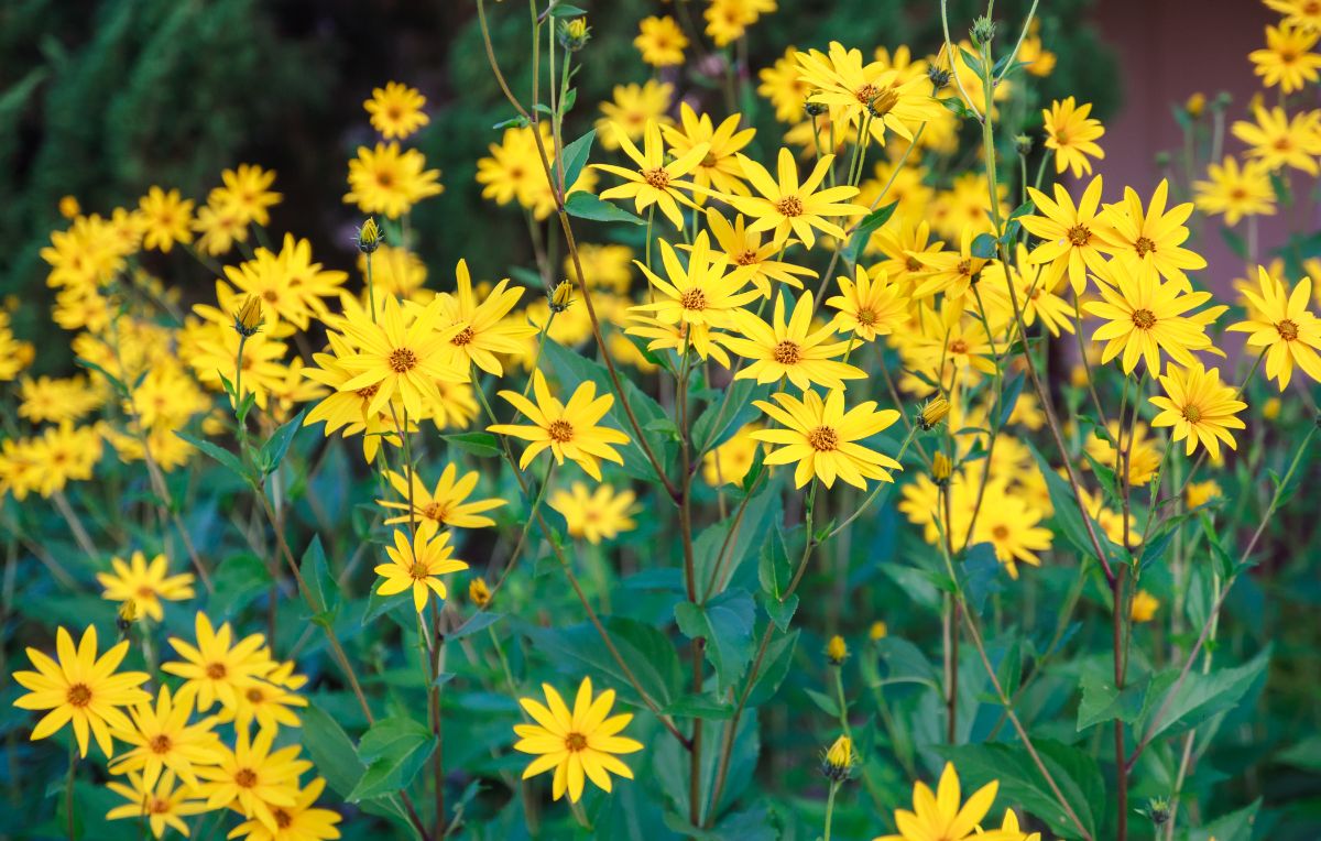 A bunch of yellow blooming flowers of Jerusalem artichoke.