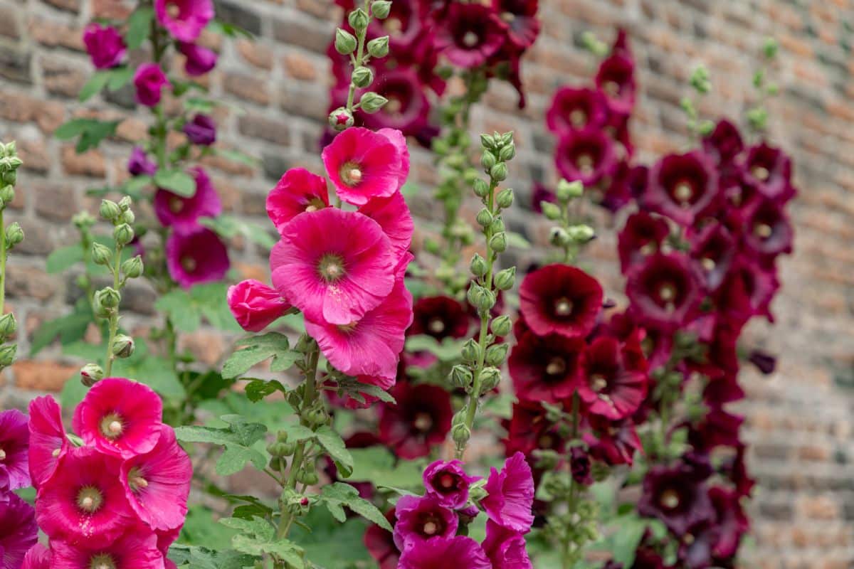 Beautiful vibrant red and purple blooming flowers of Hollyhock 