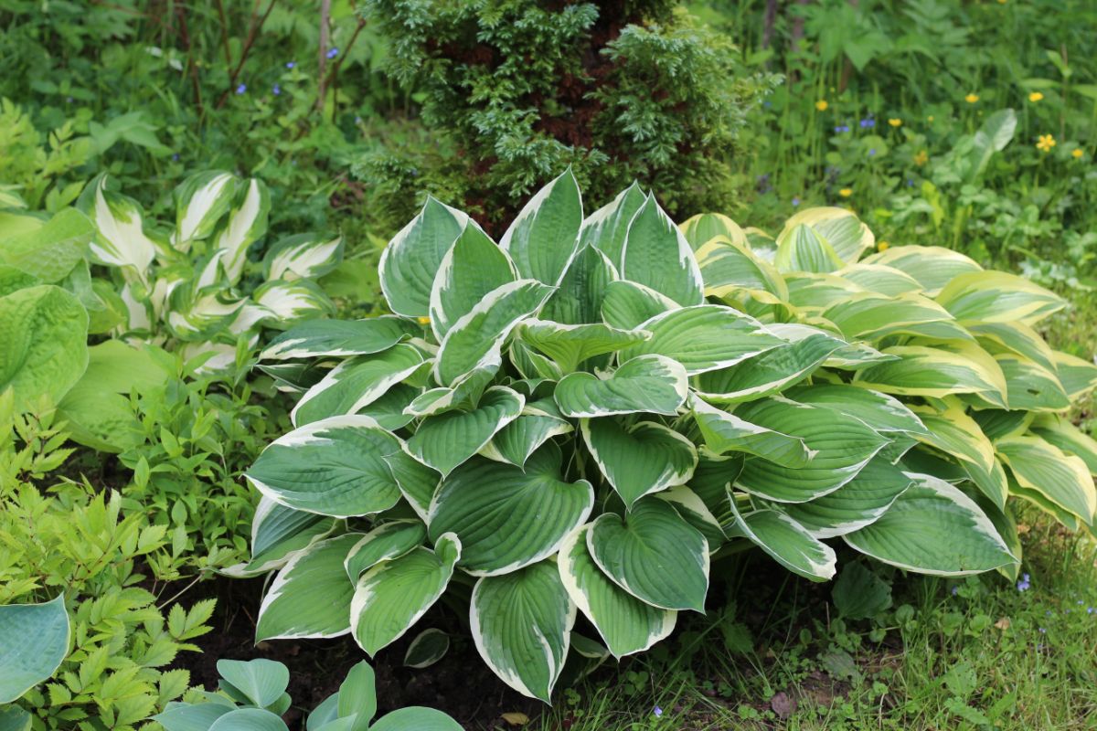 Beautiful hostas growing in a backyard.