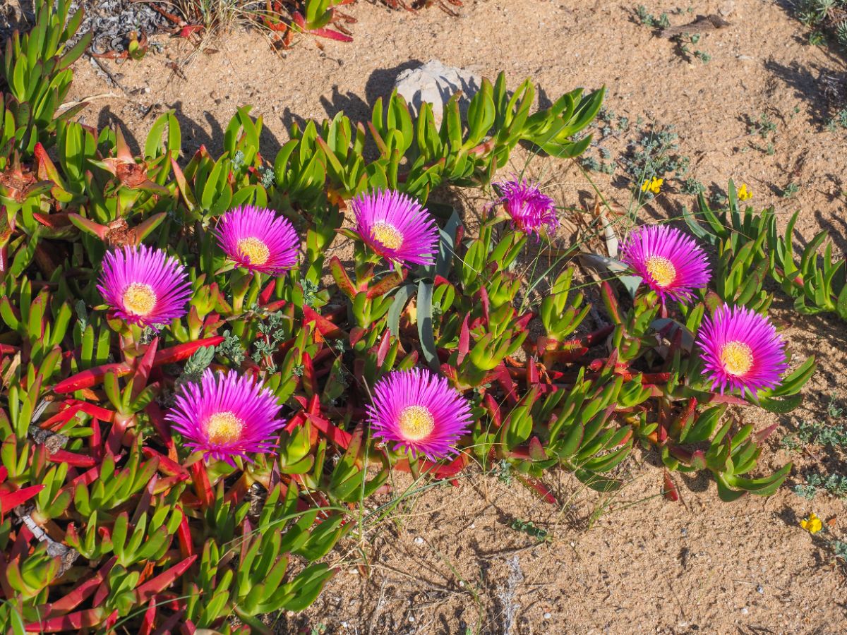 Purple flowering Ice Plant on a sunny day.