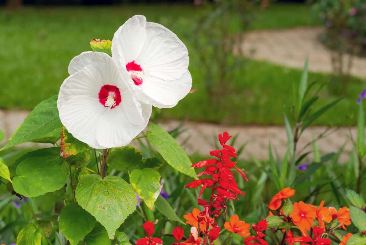White with a red center blooming hibiscus flowers in a garden.