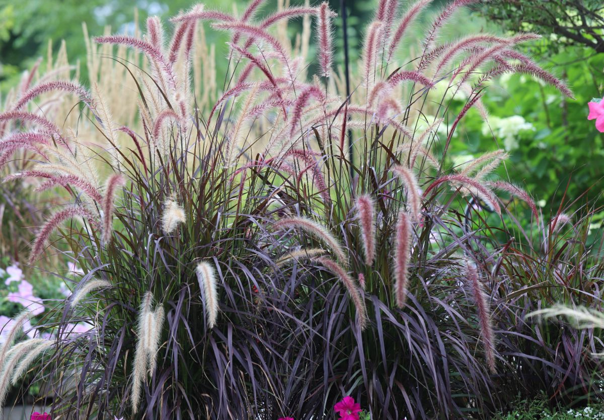A beautiful Purple Fountain Grass in a backyard.