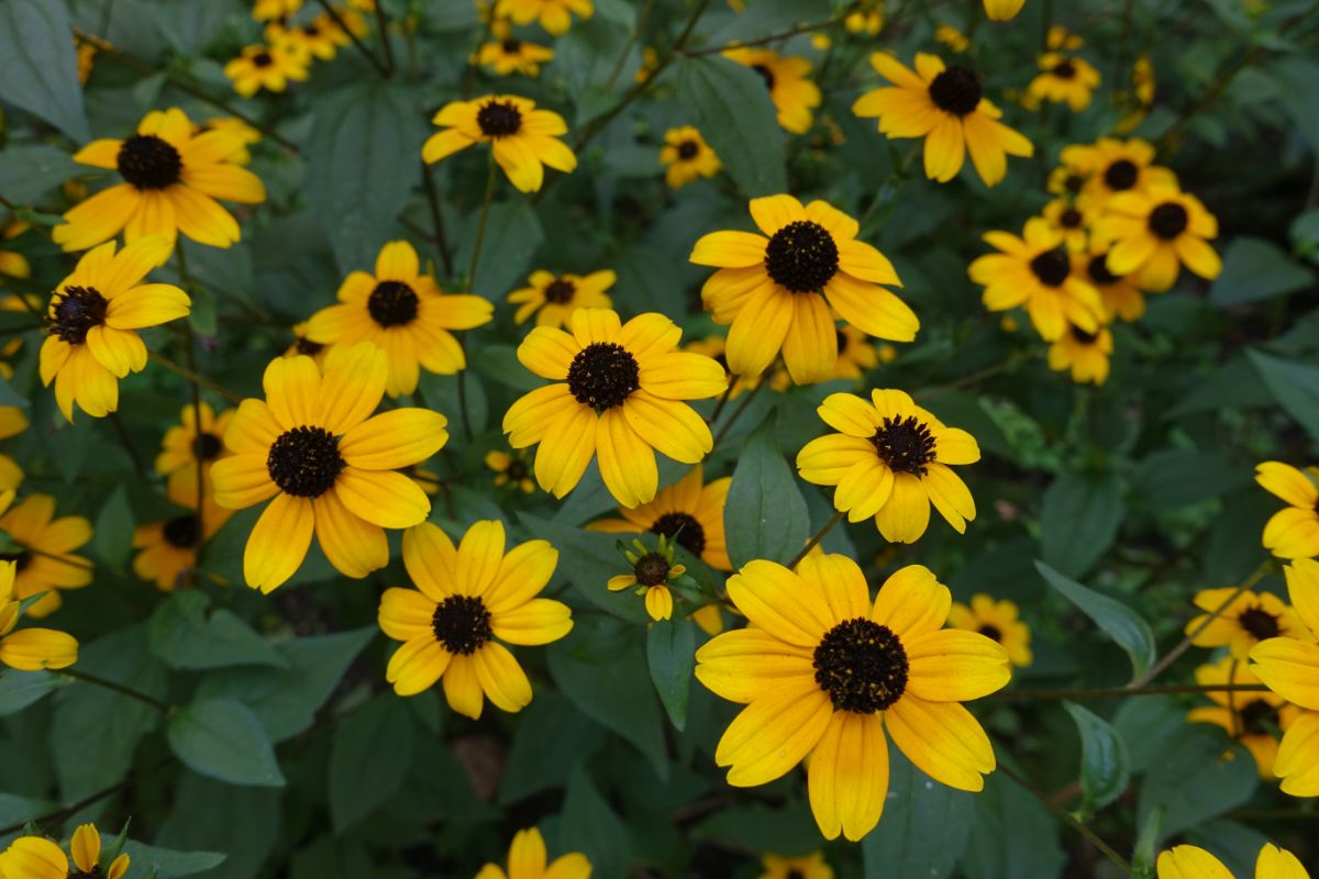 Yellow flowering rudbeckia triloba.