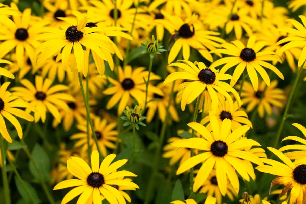 A bunch hof yellow blooming flowers of  rudbeckia.