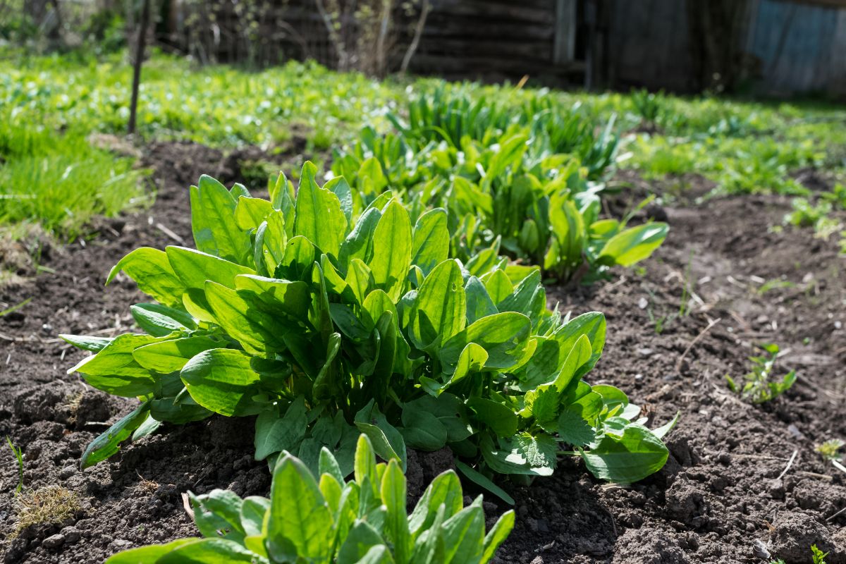 A row of young sorrel plants in a garden.