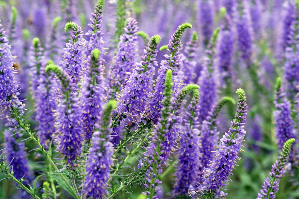 A purple blooming Speedwell ground cover.
