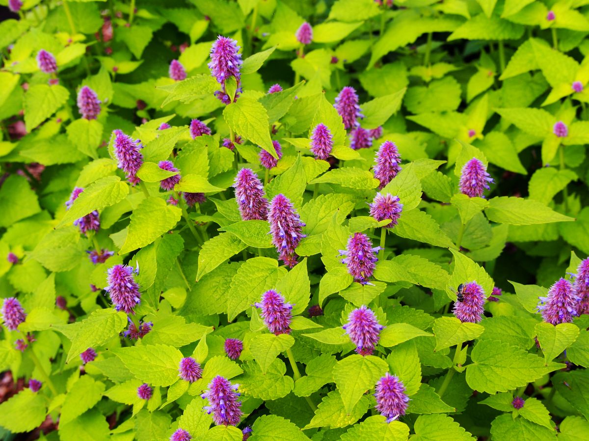 Purple blooming giant hyssops.