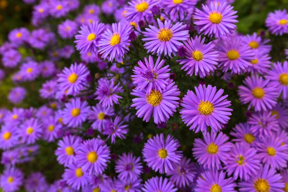 Beautiful vibrant purple blooming asters.