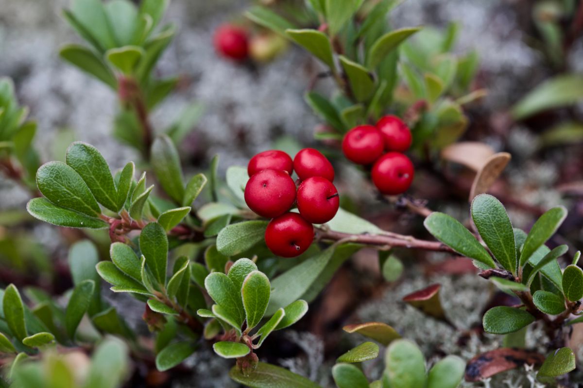 Bearberry with a ripe red fruits.