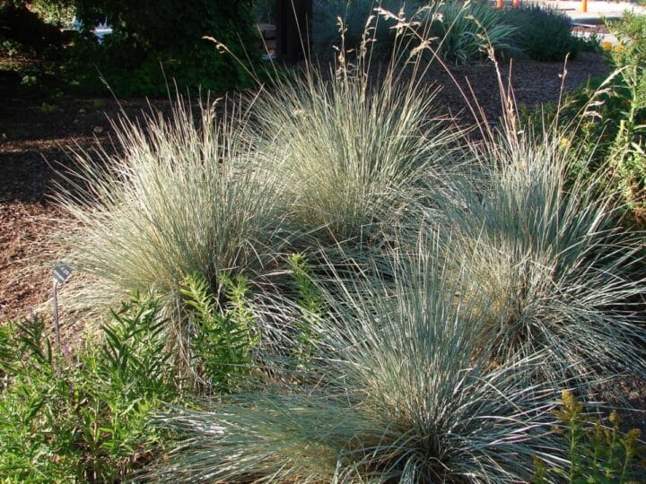 Top 25 Perennial Ornamental Grass Varieties and Growing Tips