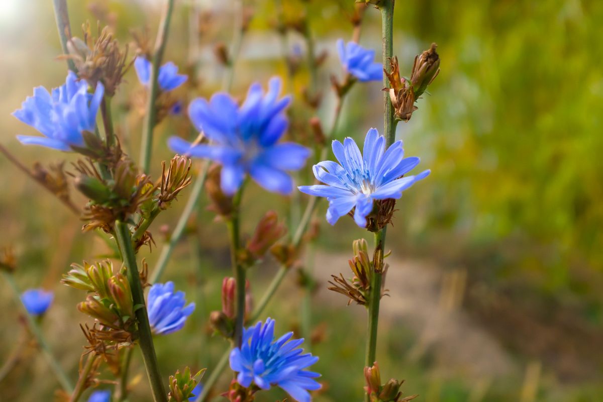 A  blue blooming chicory plan close-up.