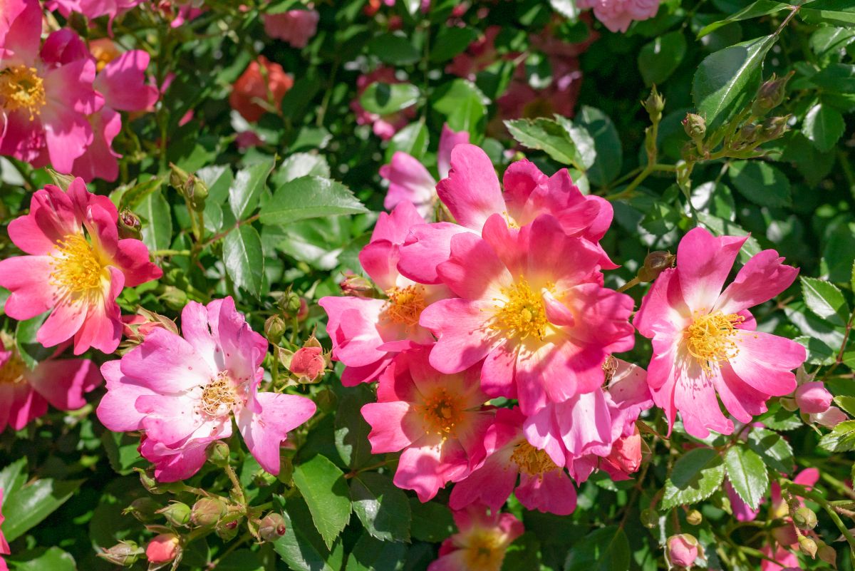 A close-up of pink flowering Drift Roses on a sunny day.