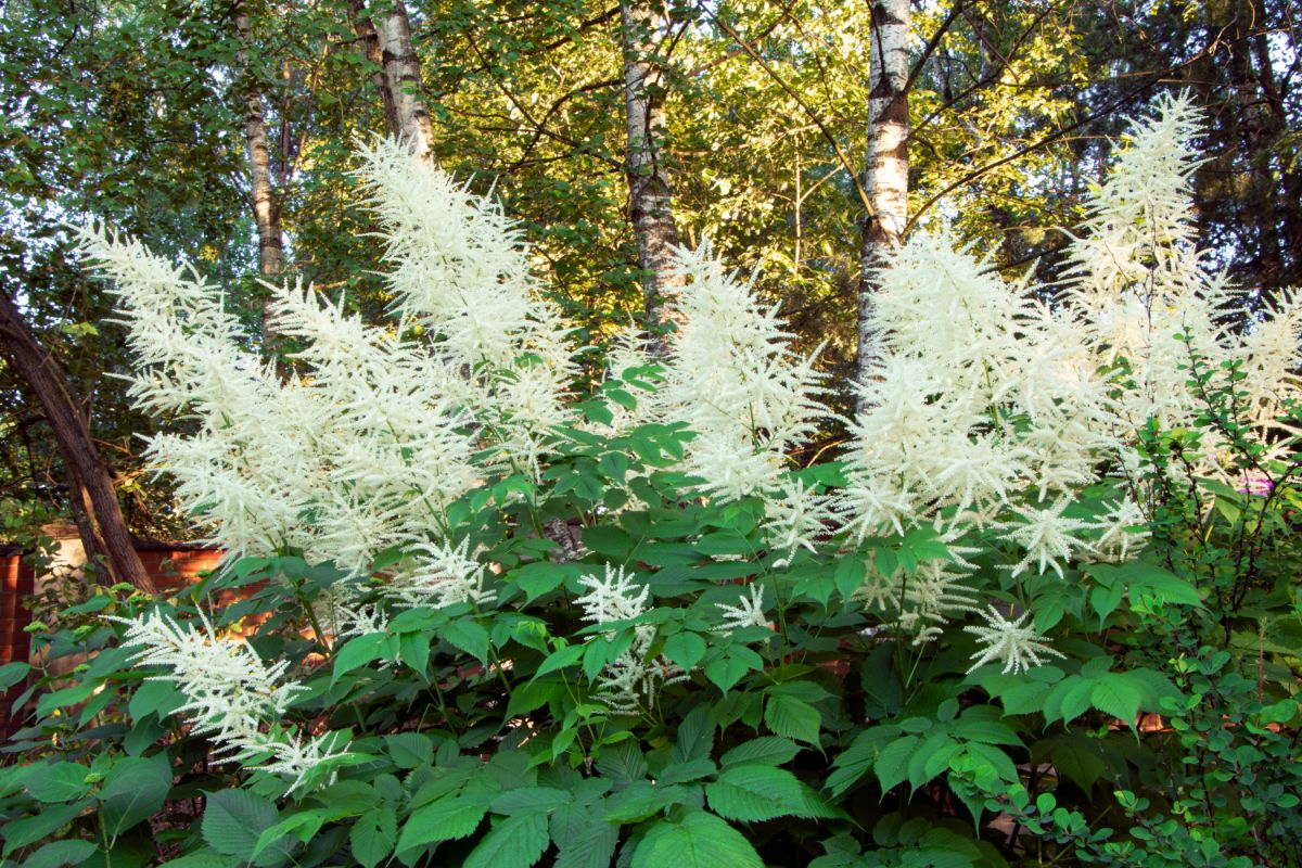 White blooming Goat's Beard.