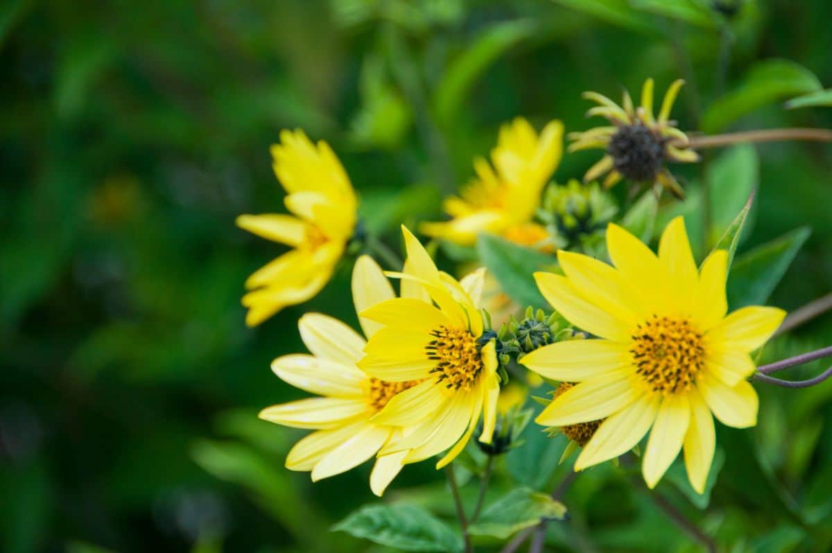 Yellow blooming flowers of Small-headed Sunflower