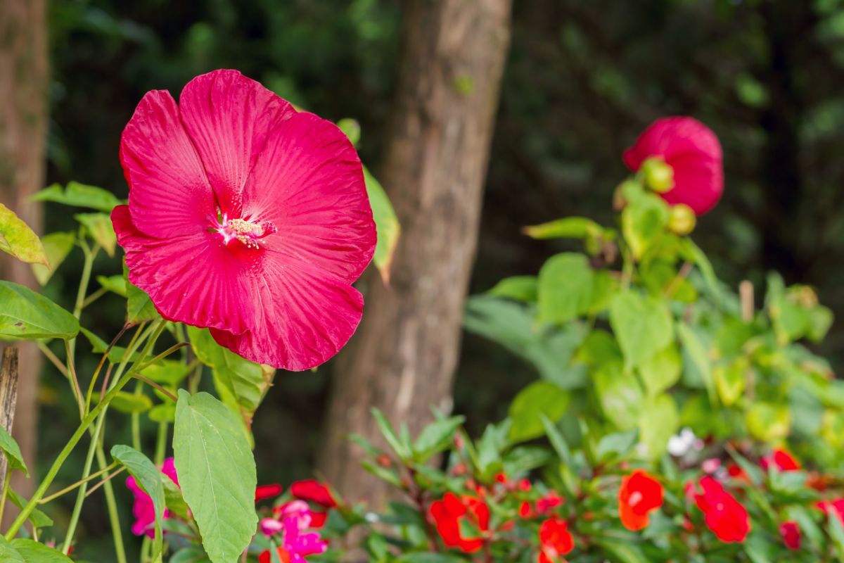 Vibrant red blooming hibiscus flower.