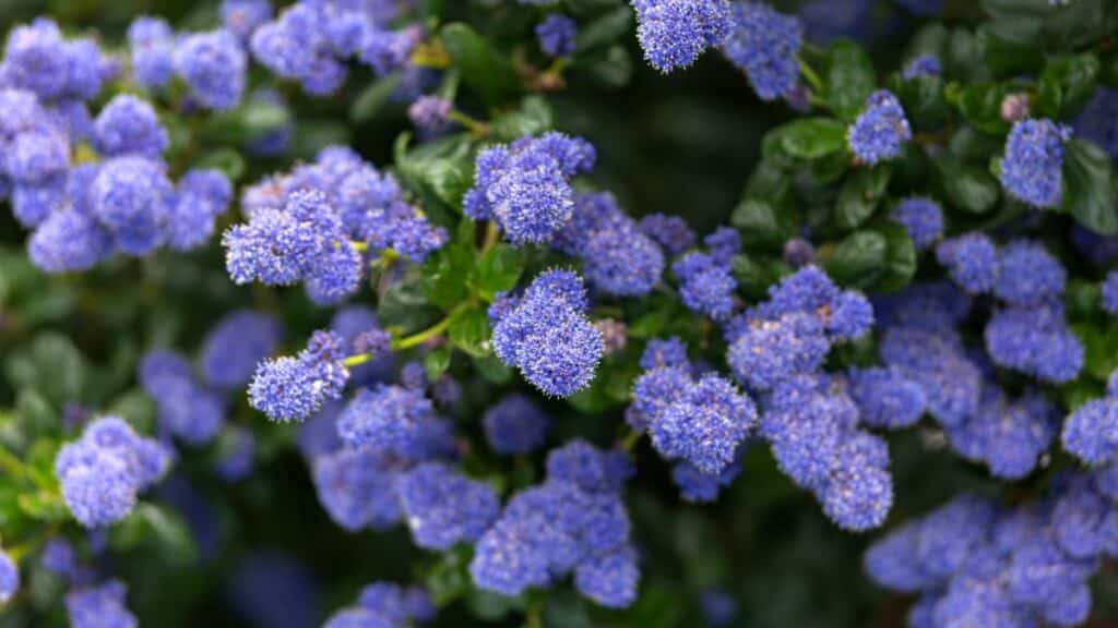 25 Perennial Shrubs That Are Easy to Grow