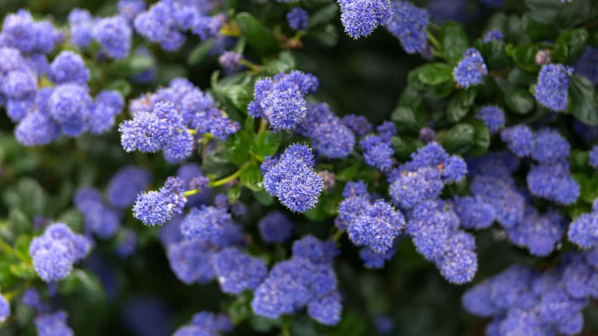 A purple-blue flowering Puget Blue shrub.