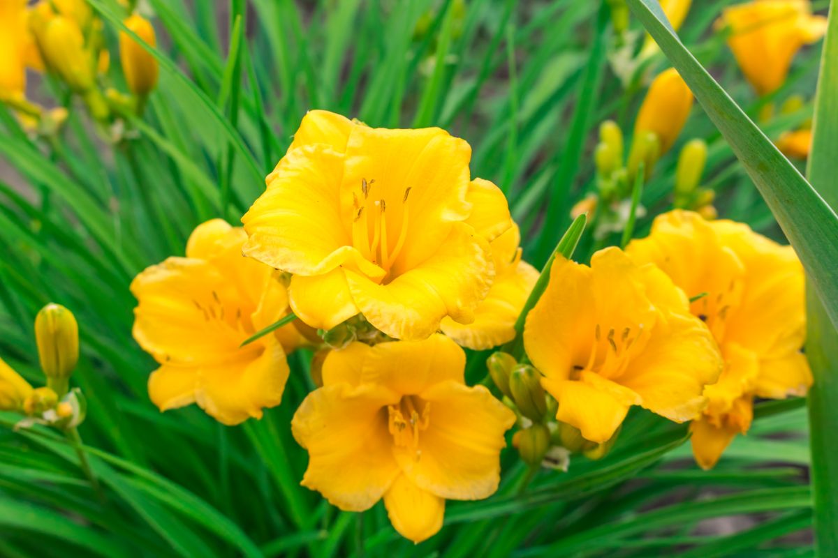 A vibrant yellow flowering Stella De Oro Daylily.