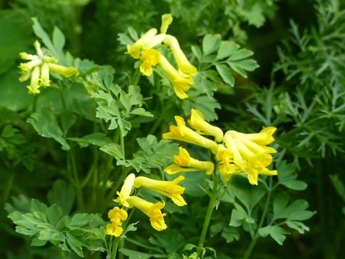 Close-up of blooming yellow flowers of Yellow Bleeding Heart.