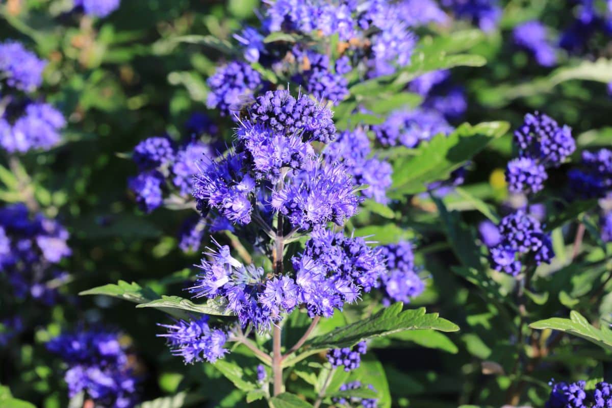 A purple flowering Bluebeard Caryopteris shrub on a sunny day.