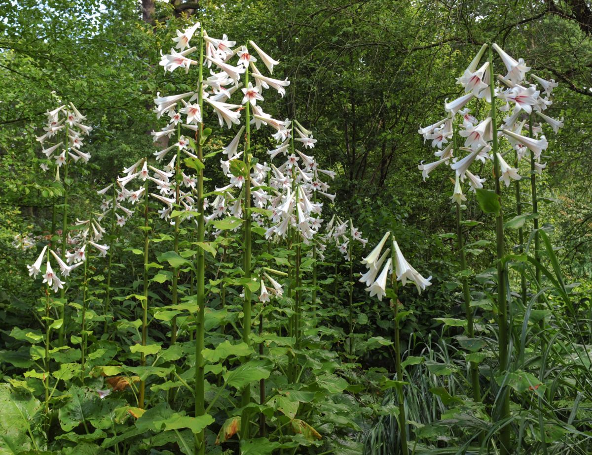 Beautiful white blooming Giant Lilies.