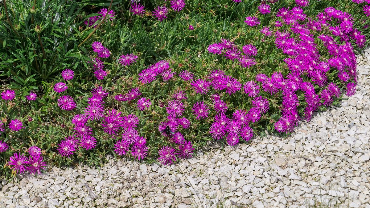 Vibrant purple blooming Ice plant.