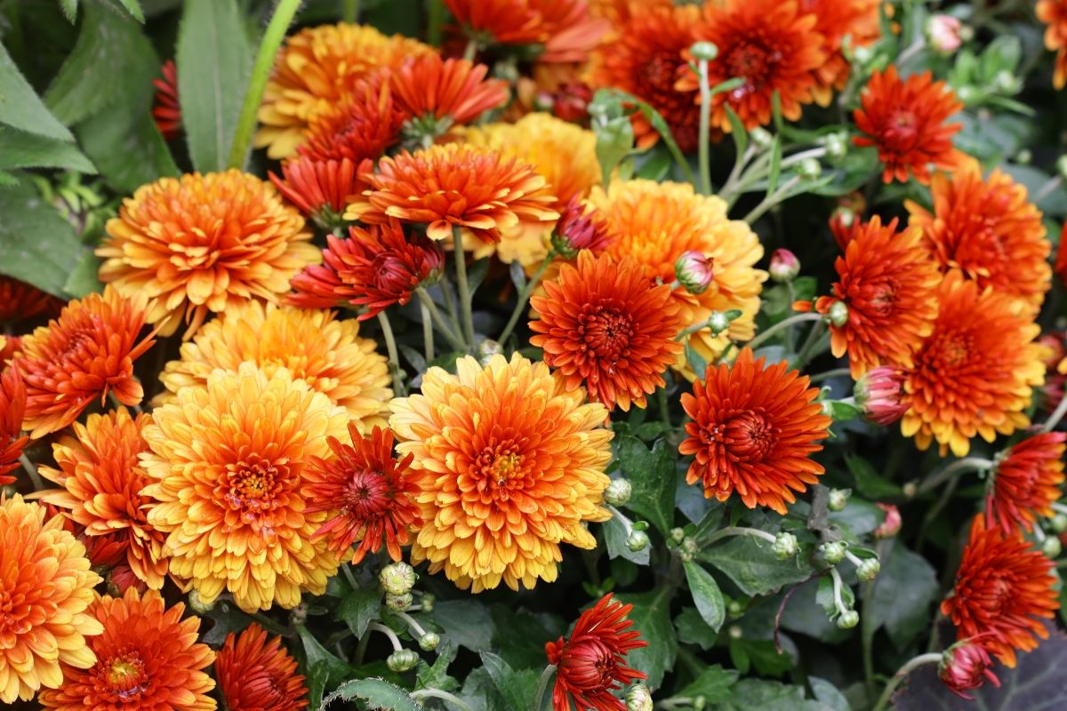 Vibrant orange blooming flowers of Garden Mums 