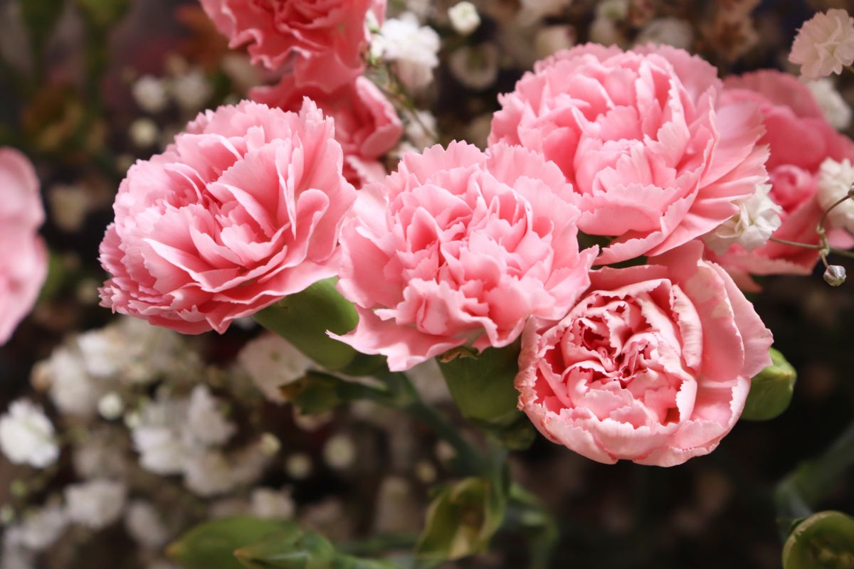 Ligh-pink blooming flowers of dianthus.