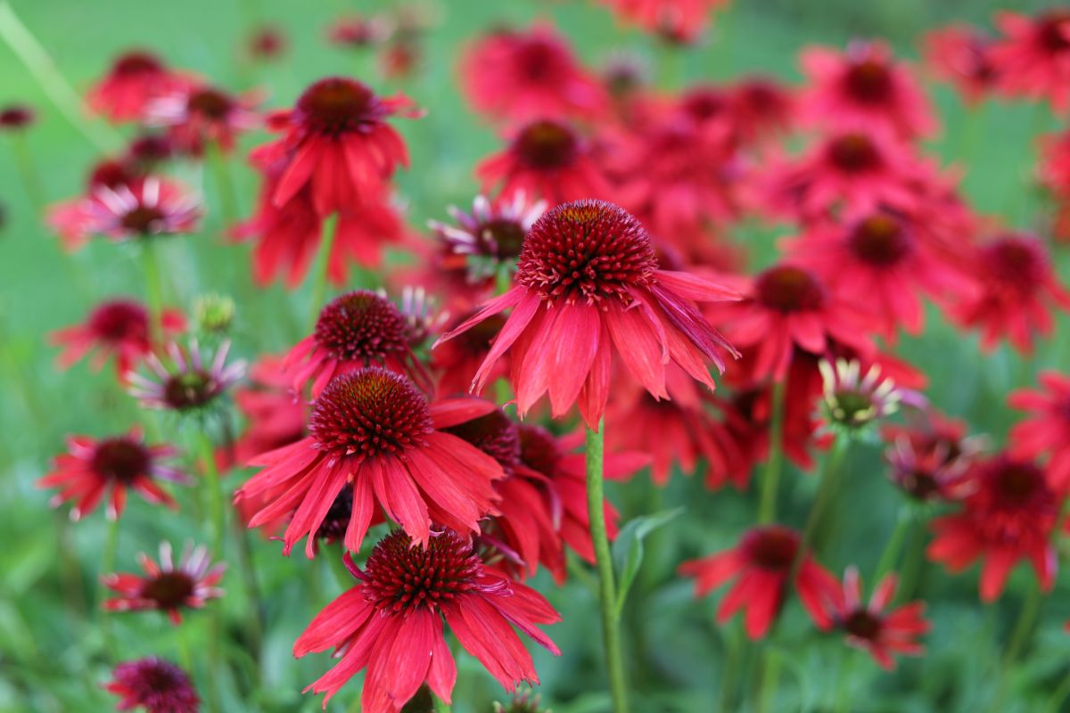 Beautiful red blooming coneflowers.