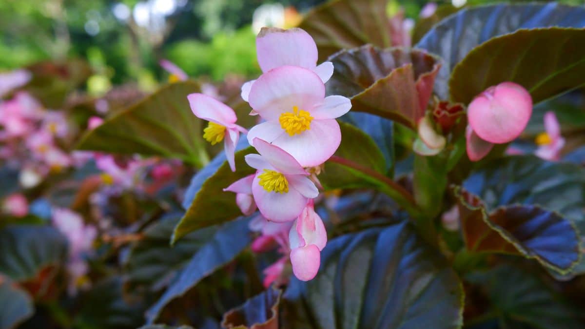 Pink-white blooming flowers of Hardy Begonia close-up.