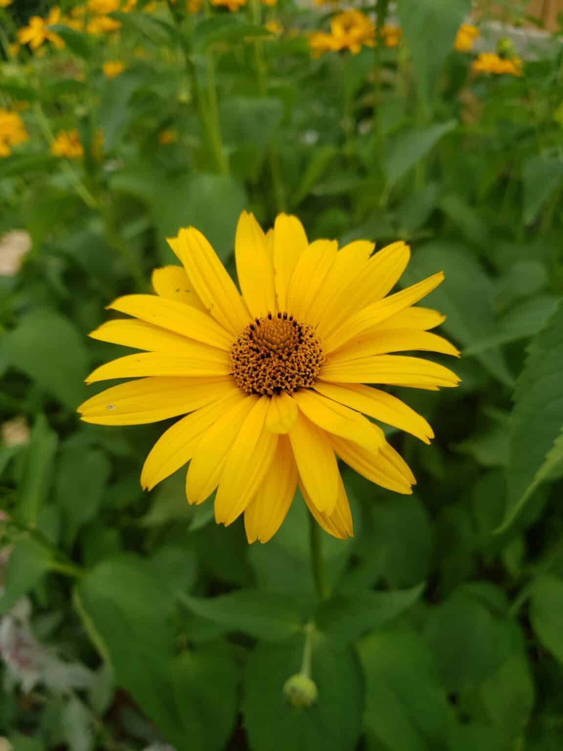 Top 13 Perennial Sunflower Varieties and Growing Guide