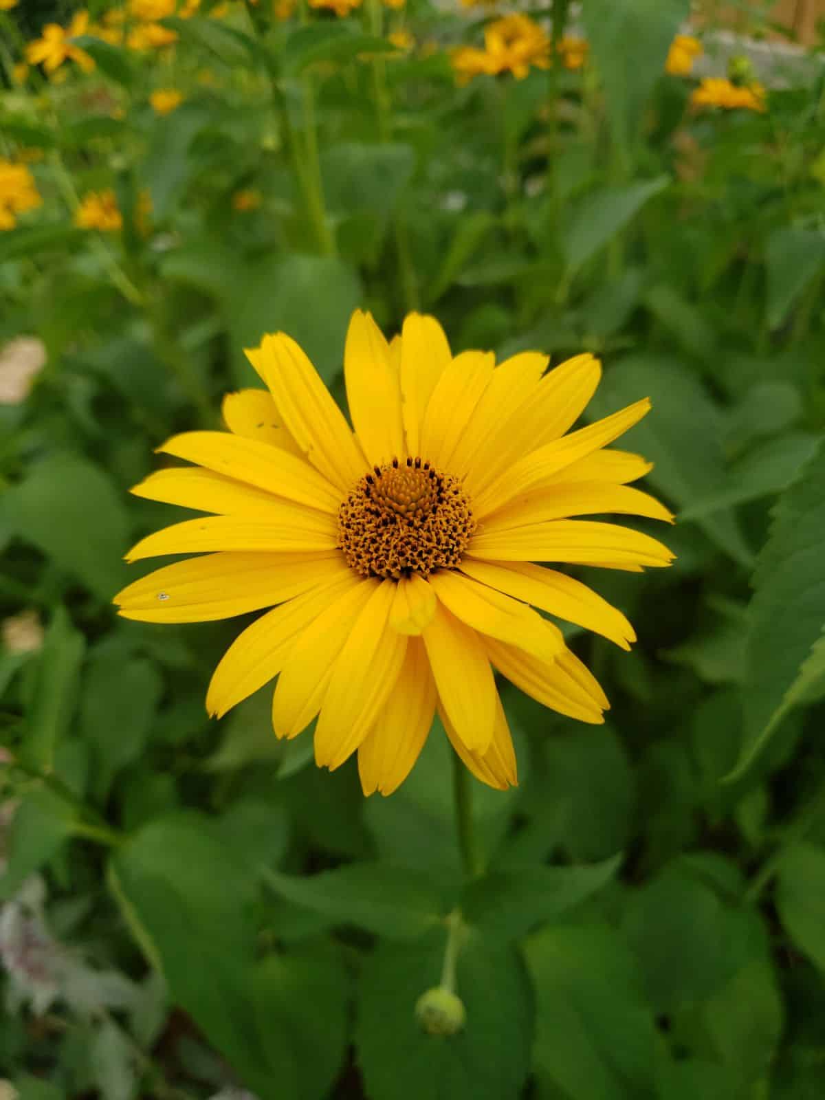 Close-up of and yellow blooming flower of Sun Catcher Sunflower