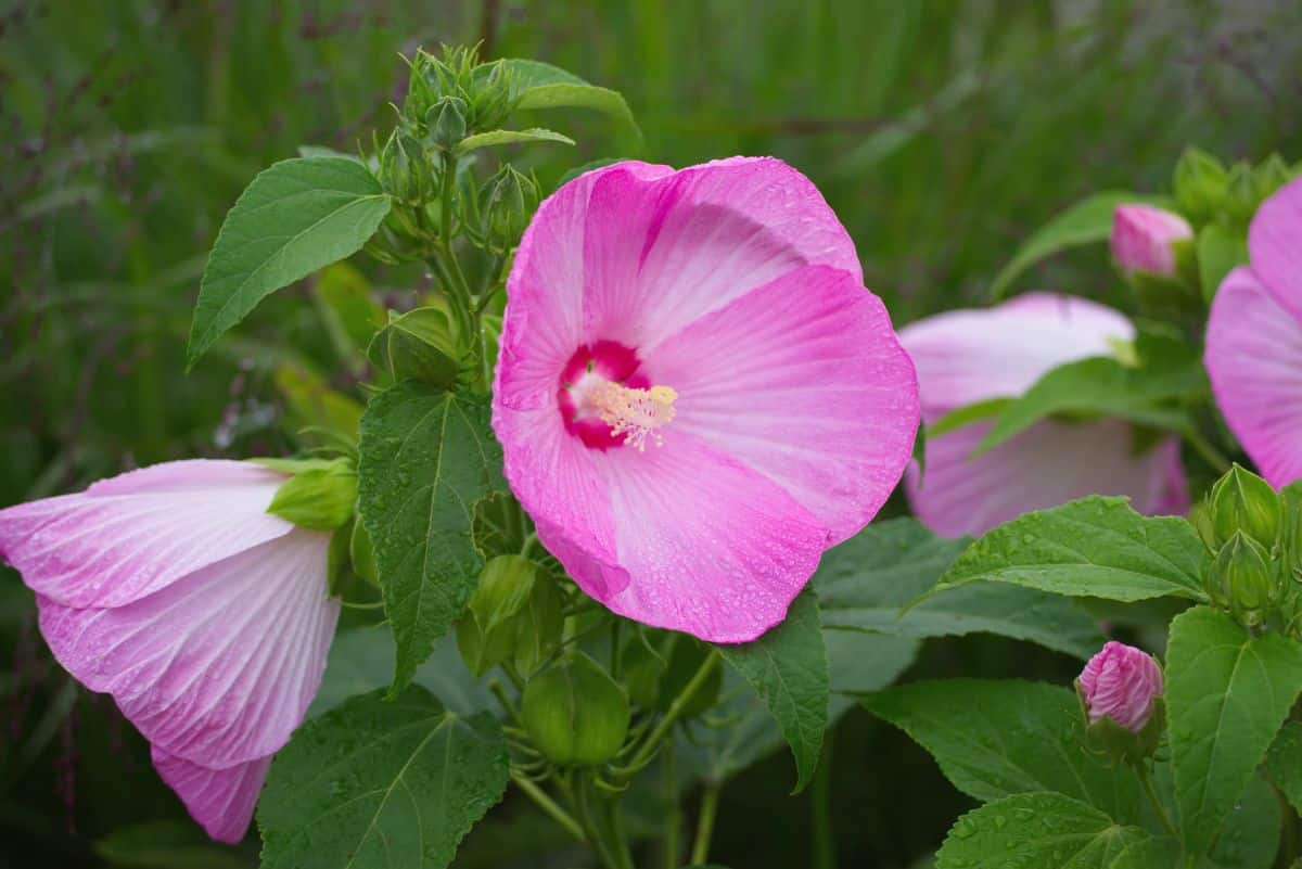 Pink blooming hibiscus flowers.