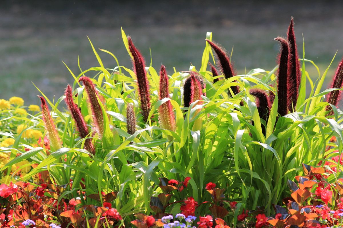 A beautiful blooming Purple Millet on a sunny day.