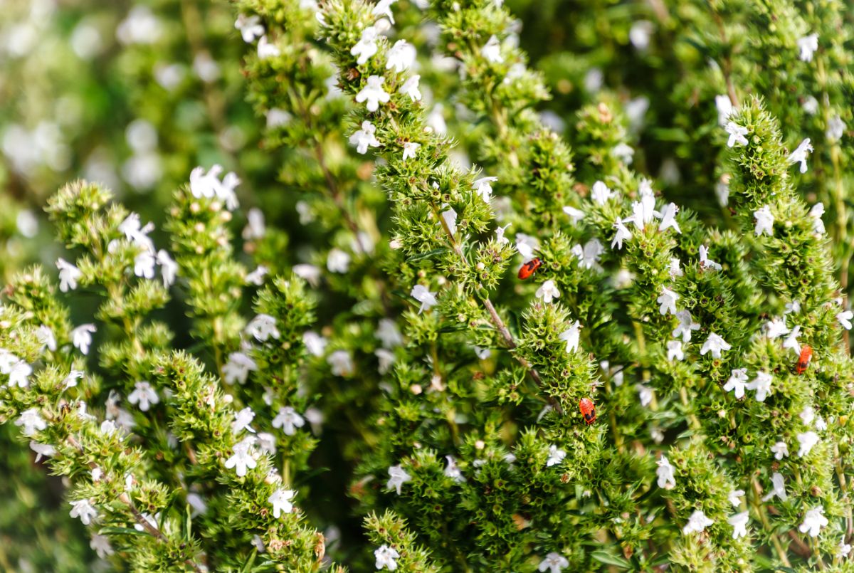 Blooming winter savory plants with ladybugs.