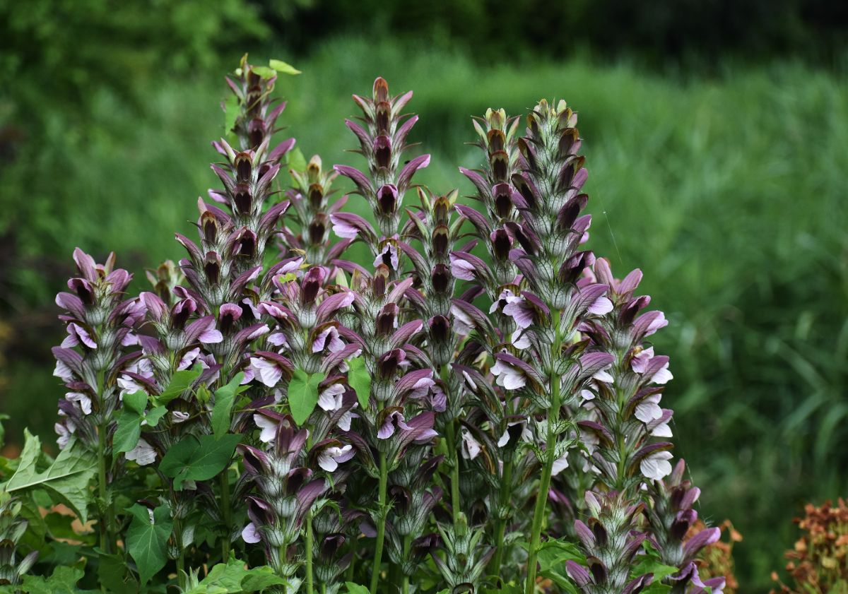 Pink Bear's Breeches in bloom.