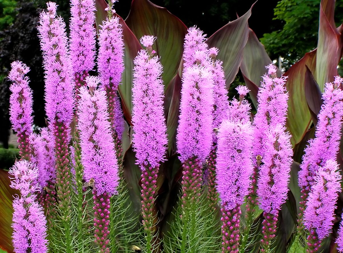 Vibrant pink blooming blazing stars.