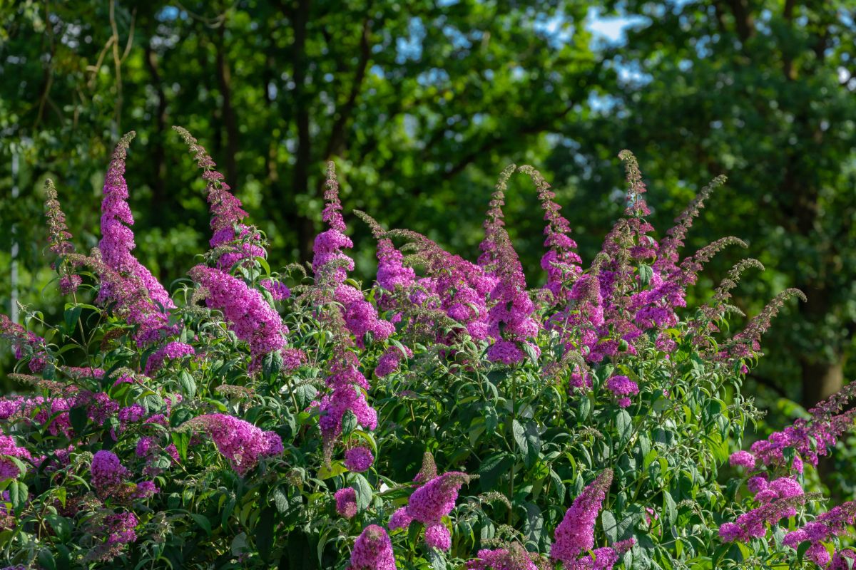 A purple flowering Buddleja bush.