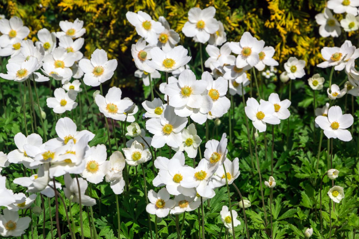 A white blooming Canadian anemone ground cover.