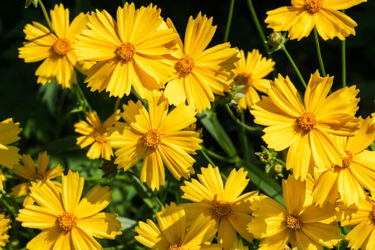 Beautiful blooming yellow tickseeds.