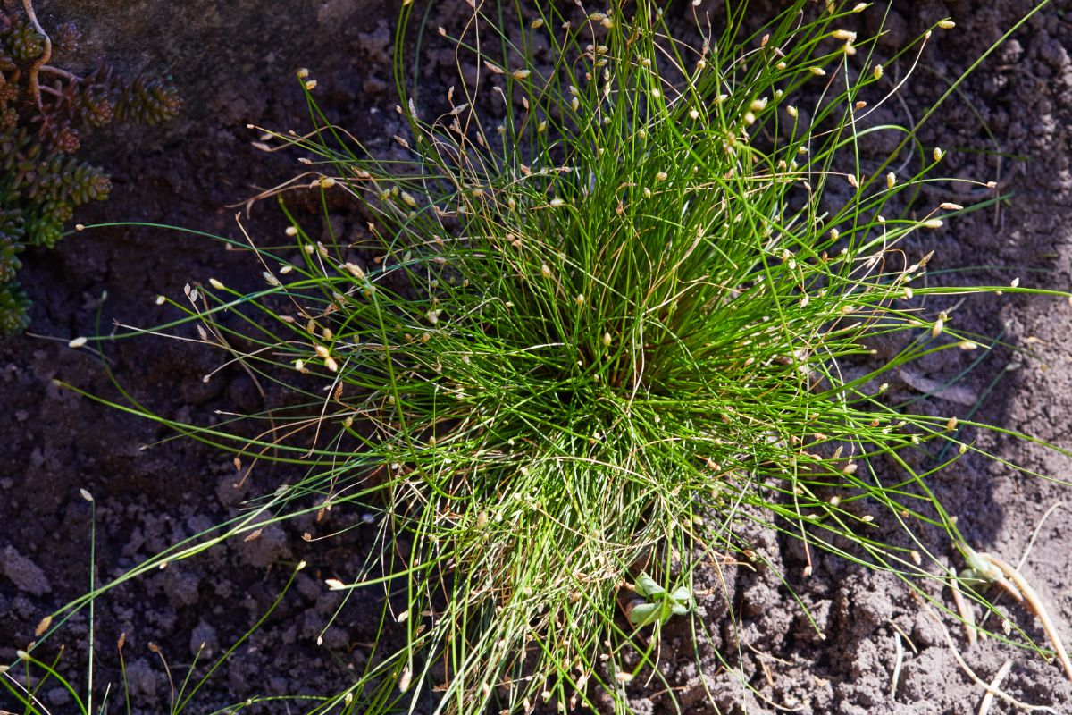Fiber Optic Grass growing in a backyard.