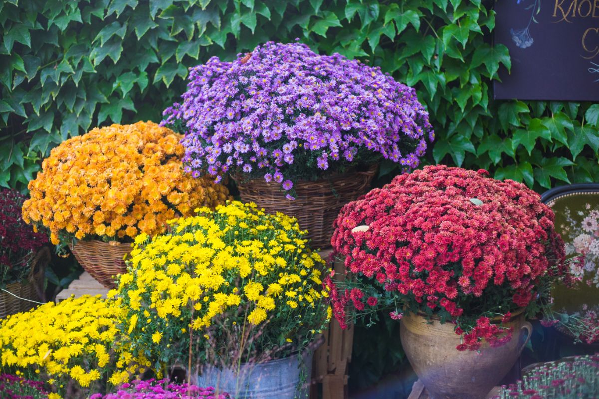 Different varieties of Chrysanthemums are growing in pots.